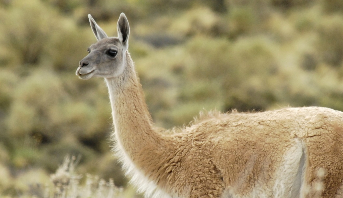 Se está revisando el  Plan Nacional de Manejo  Sustentable de los  guanacos argentinos