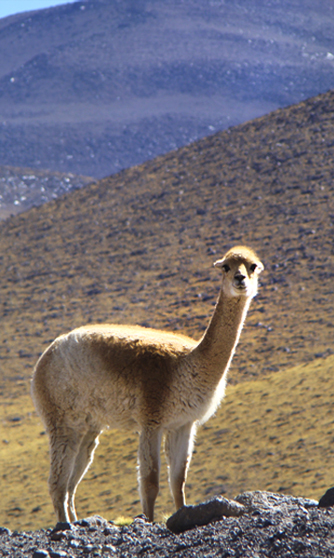 Vicuña